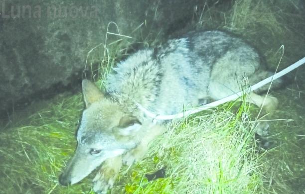 Ritorna in valle la lupa ferita da un'auto a dicembre