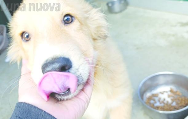 Cani: &laquo;Occorrono adozioni pi&ugrave; consapevoli&raquo;