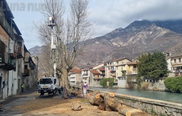 Bussoleno: abbattuti i platani del Lungodora