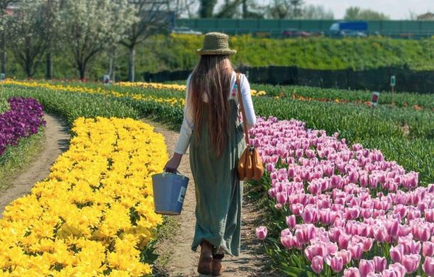 Un mare di tulipani annuncia la primavera in cintura