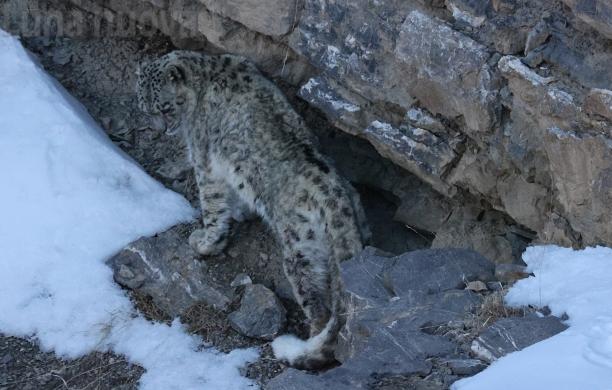 Leopardo delle nevi, stavolta con i cuccioli