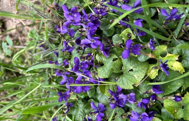 viole delle alpi: nove specie e colori vivaci visibili tra boschi e pietraie 