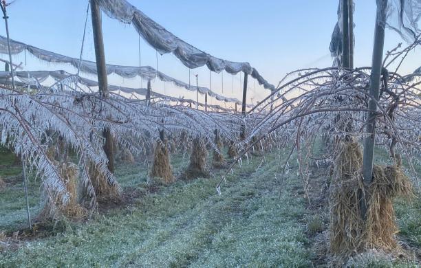 Fioritura e gelate primaverili: l&rsquo;allarme di Coldiretti