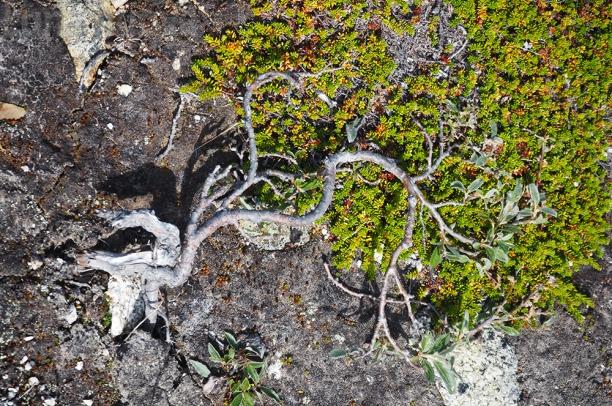 In Groenlandia: una terra senza alberi ricca di storia e fascino